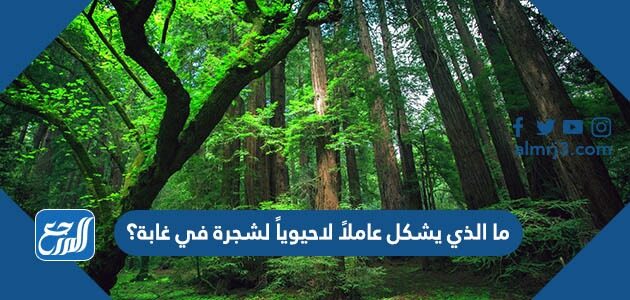ما الذي يشكل عاملاً لاحيوياً لشجرة في غابة؟
