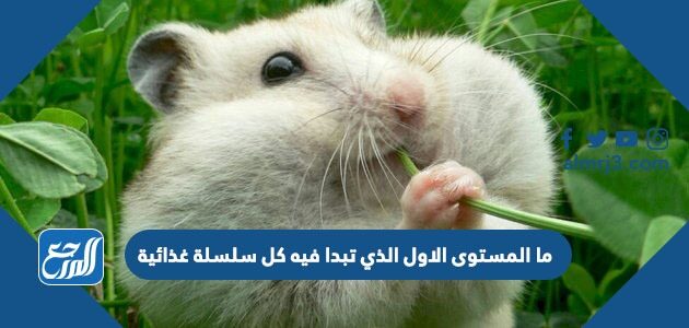 ما المستوى الاول الذي تبدا فيه كل سلسلة غذائية