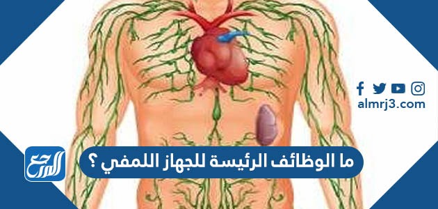 ما الوظائف الرئيسة للجهاز اللمفي ؟