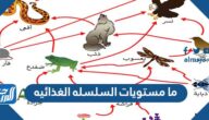 ما مستويات السلسله الغذائيه