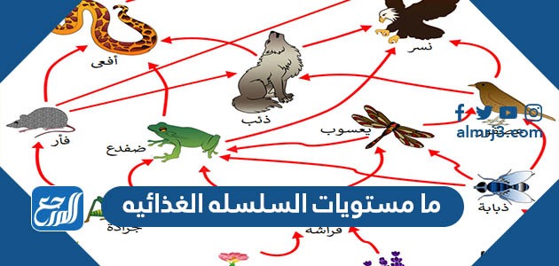 ما مستويات السلسله الغذائيه