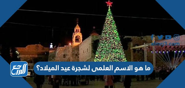 ما هو الاسم العلمى لشجرة عيد الميلاد؟