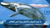 ما هو الحيوان الاثقل وزنا في العالم