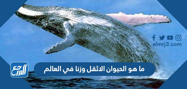 ما هو الحيوان الاثقل وزنا في العالم