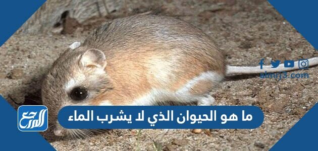 ما هو الحيوان الذي لا يشرب الماء