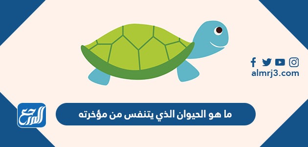 ما هو الحيوان الذي يتنفس من مؤخرته