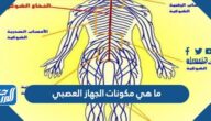 ما هي مكونات الجهاز العصبي