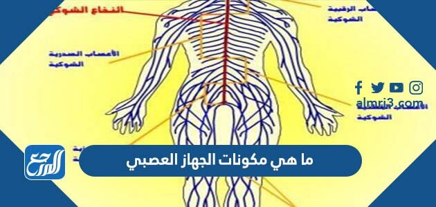 ما هي مكونات الجهاز العصبي