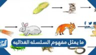 ما يمثل مفهوم السلسله الغذائيه