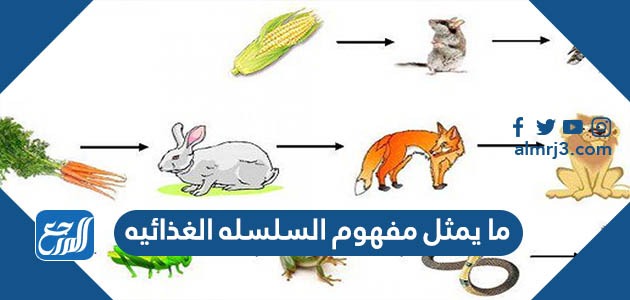 ما ينثل مفهوم السلسله الغذائيه