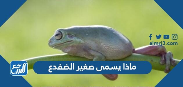 ماذا يسمى صغير الضفدع
