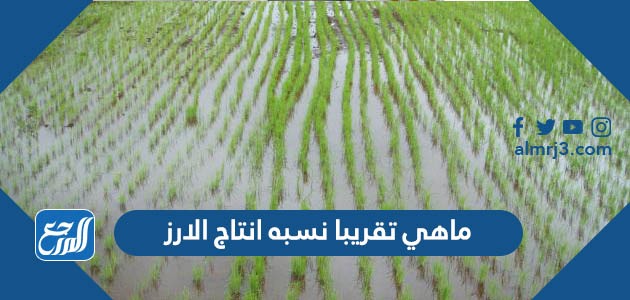 ماهي تقريبا نسبه انتاج الارز