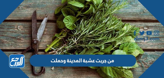 من جربت عشبة المدينة وحملت