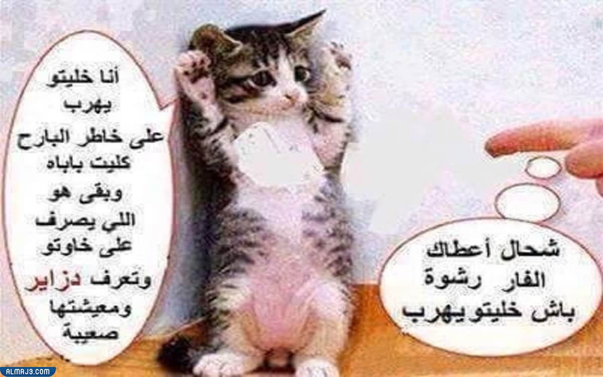 صور نكت عن الحيوانات تموت من الضحك 2022