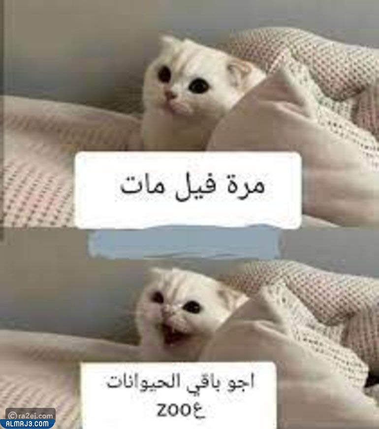 صور نكت عن الحيوانات تموت من الضحك 2022