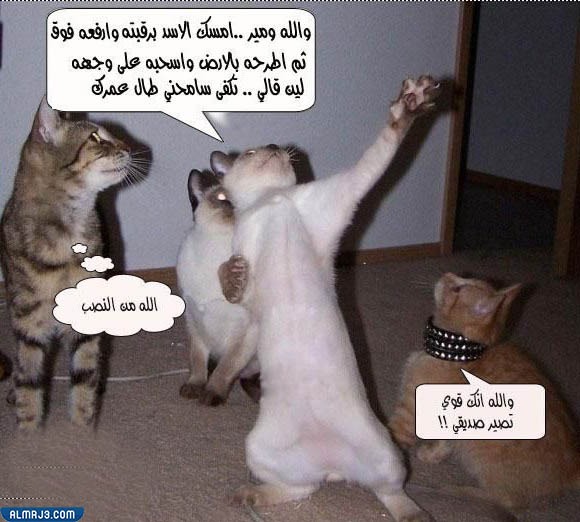 صور نكت عن الحيوانات تموت من الضحك 2022