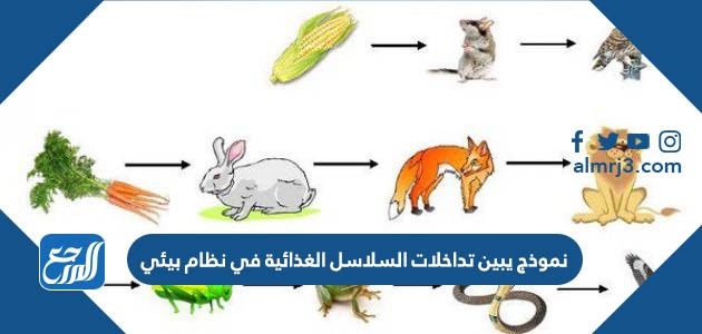 نموذج يبين تداخلات السلاسل الغذائية في نظام بيئي