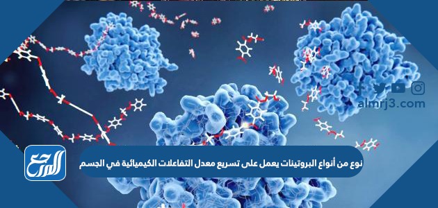 نوع من أنواع البروتينات يعمل على تسريع معدل التفاعلات الكيميائية في الجسم