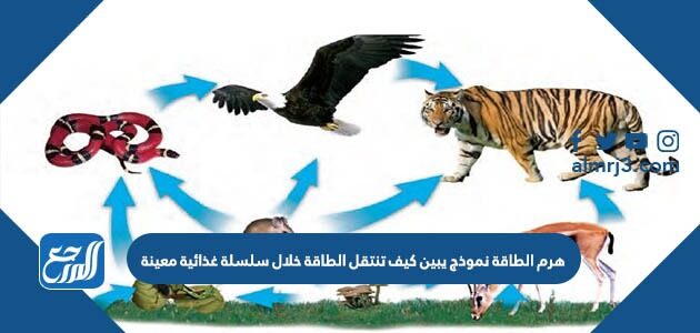 هرم الطاقة نموذج يبين كيف تنتقل الطاقة خلال سلسلة غذائية معينة