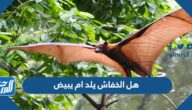 هل الخفاش يلد ام يبيض