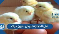 هل الدجاجة تبيض بدون ديك