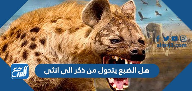 هل الضبع يتحول من ذكر الى انثى