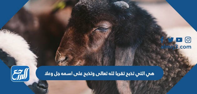 هي التي تذبح تقربا لله تعالى وتذبح على اسمه جل وعلا