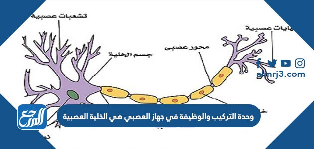 وحدة التركيب والوظيفة في جهاز العصبي هي الخلية العصبية