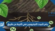 يتم تثبيت النيتروجين في التربة عن طريق