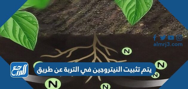 يتم تثبيت النيتروجين في التربة عن طريق