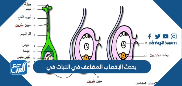 يحدث الإخصاب المضاعف في النبات في