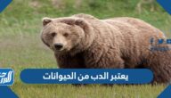 يعتبر الدب من الحيوانات