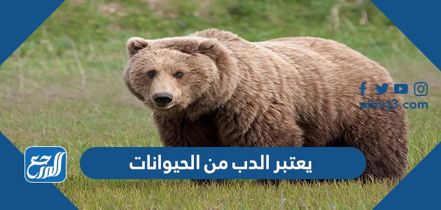 يعتبر الدب من الحيوانات