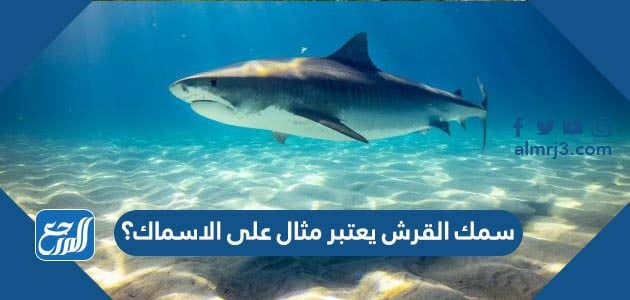 يعتبر سمك القرش مثال على الاسماك