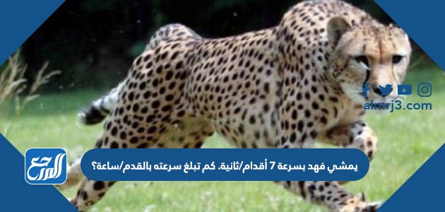 يمشي فهد بسرعة ٧ أقدام/ثانية. كم تبلغ سرعته بالقدم/ساعة؟