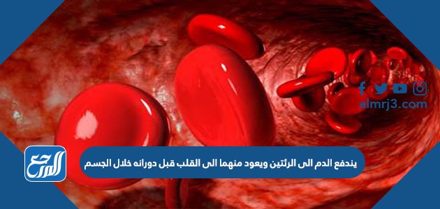 يندفع الدم الى الرئتين ويعود منهما الى القلب قبل دورانه خلال الجسم