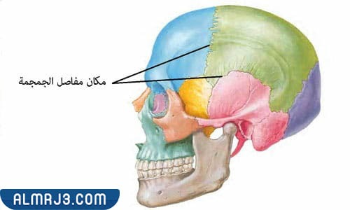 إصلاح المفاصل الليفية الثابتة في الجمجمة