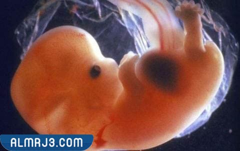 متى يتشكل الجنين داخل كيس الحمل؟