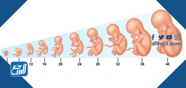 Fetal development stages