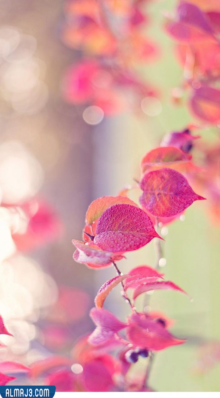 أجمل تصميمات وصور وردية 2022