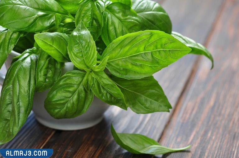 5 نباتات طاردة للذباب والبعوض 