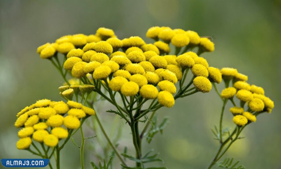 5 نباتات طاردة للذباب والبعوض 