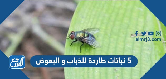 5 نباتات طاردة للذباب والبعوض