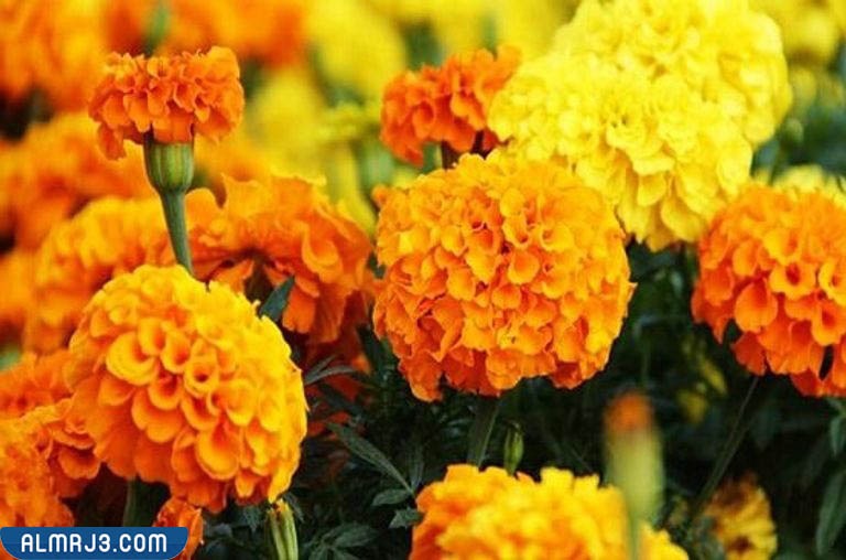 5 نباتات طاردة للذباب والبعوض 