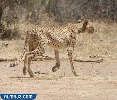 Northwest African cheetah