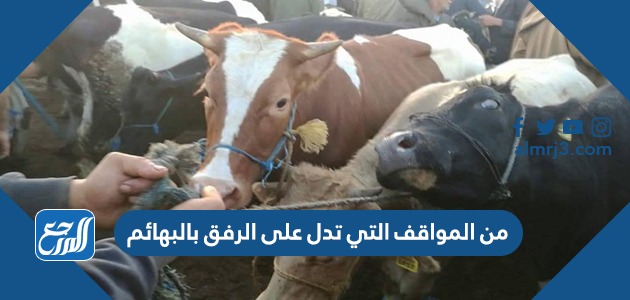 من المواقف التي تدل على الرفق بالبهائم