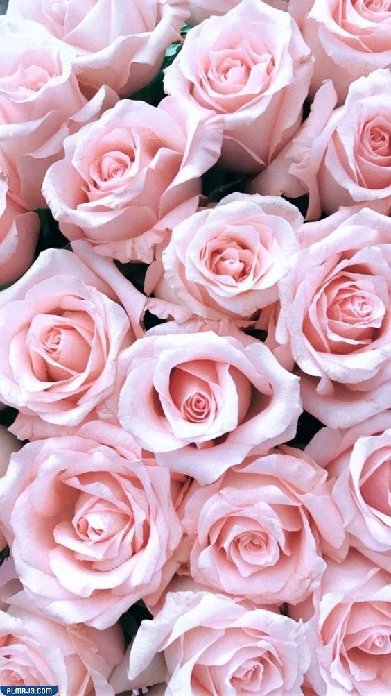 خلفيات وردية فخمة للبنات 2022