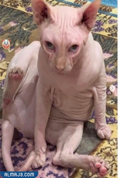 صور قط ياسمين عبد العزيز