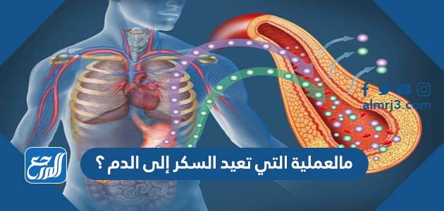 مالعملية التي تعيد السكر إلى الدم ؟