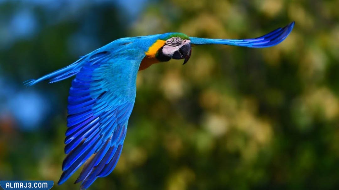 أطول الكائنات الحية - الببغاء الأصفر والأزرق